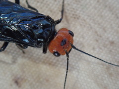 Acantholyda erythrocephala