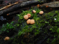 Hymenoscyphus javanicus