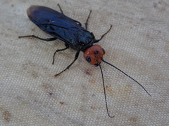 Acantholyda erythrocephala