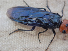 Acantholyda erythrocephala