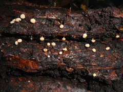 Hymenoscyphus javanicus