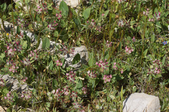 Anthyllis vulneraria pulchella