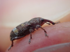Pissodes castaneus