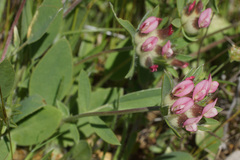 Anthyllis vulneraria pulchella