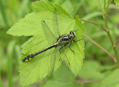 Ribes spicatum hispidulum