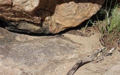 Sceloporus occidentalis longipes