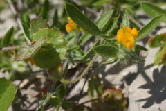 Anthyllis circinnata