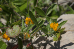 Anthyllis circinnata