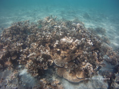 Montipora capitata