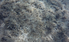 Acanthophora spicifera