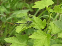 Ribes spicatum hispidulum