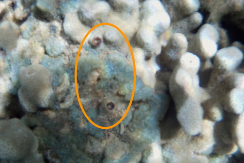 Petaloconchus keenae observed 2021-04-13