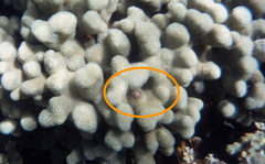 Petaloconchus keenae