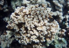 Montipora capitata