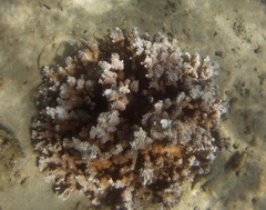 Montipora capitata