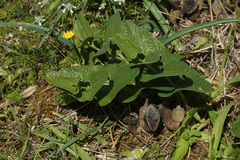 Aristolochia hirta