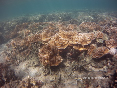 Montipora capitata