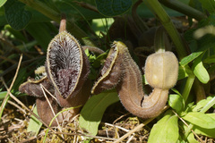 Aristolochia hirta