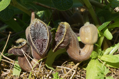 Aristolochia hirta