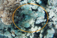 Dictyosphaeria