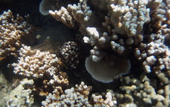 Montipora capitata