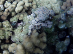 Cupolaconcha meroclista