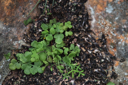 Image of Cheilanthes capensis by (c) Tony Rebelo, some rights reserved (CC BY-SA)