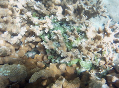 Kappaphycus alvarezii