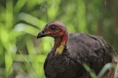 Alectura lathami