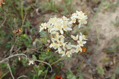 Polycarena aurea