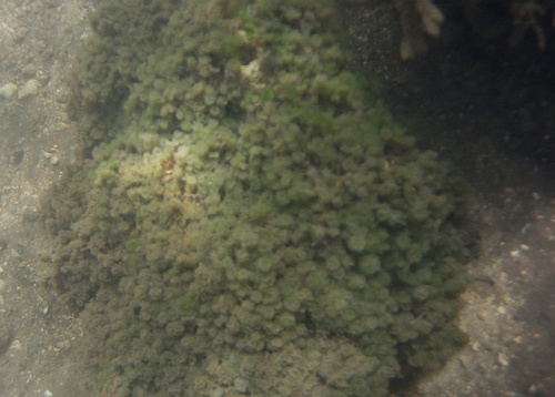 Caulerpa verticillata observed 2021-04-13