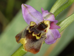 Ophrys homeri