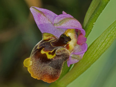 Ophrys homeri