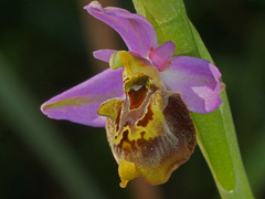 Ophrys homeri