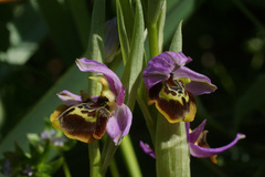 Ophrys homeri