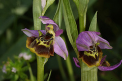 Ophrys homeri