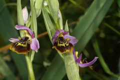 Ophrys homeri
