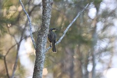 Gavicalis fasciogularis