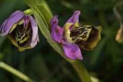 Ophrys homeri