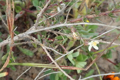 Polycarena aurea