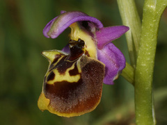 Ophrys homeri