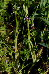 Ophrys homeri