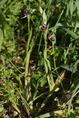 Ophrys homeri
