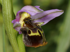 Ophrys homeri