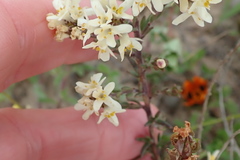 Polycarena aurea