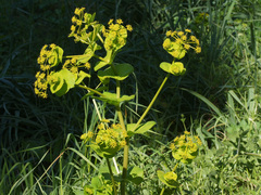 Smyrnium perfoliatum rotundifolium