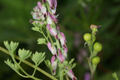 Fumaria kralikii