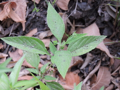 Lantana canescens