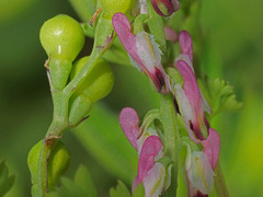 Fumaria kralikii