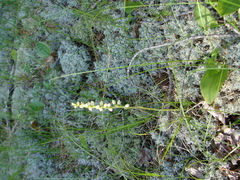 Goodyera